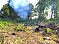 Вырубка леса на Балтийской косе