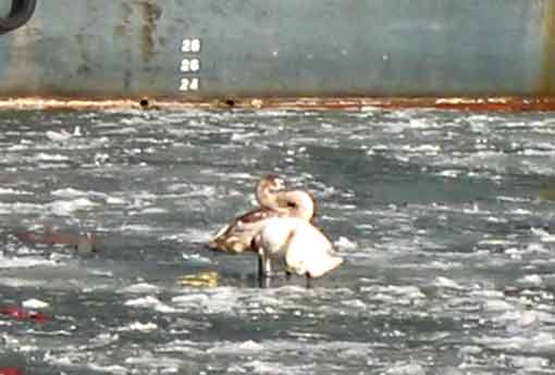 Лебеди на льду гавани