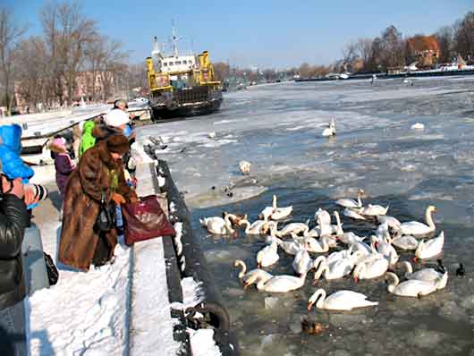 Жители города кормят лебедей