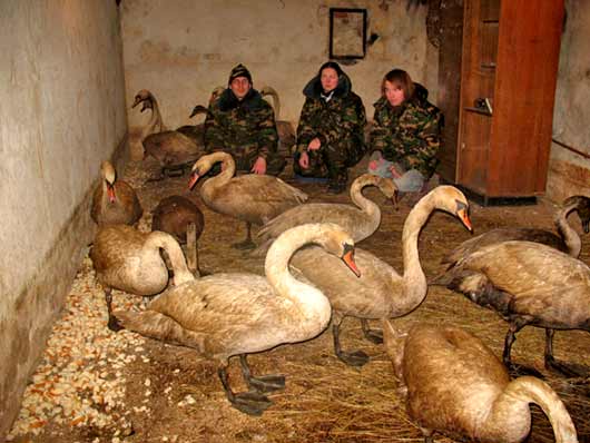 Калининградцы ухаживают за замазученными лебедями