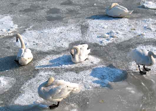 Вмерзшие в лед лебеди