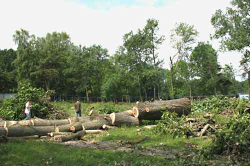 Уничтожение парковых деревьев на месте строительства автозаправки