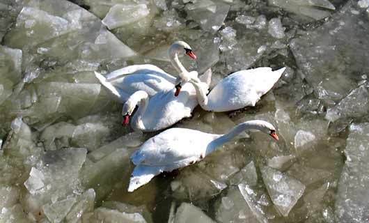 Лебеди на льду